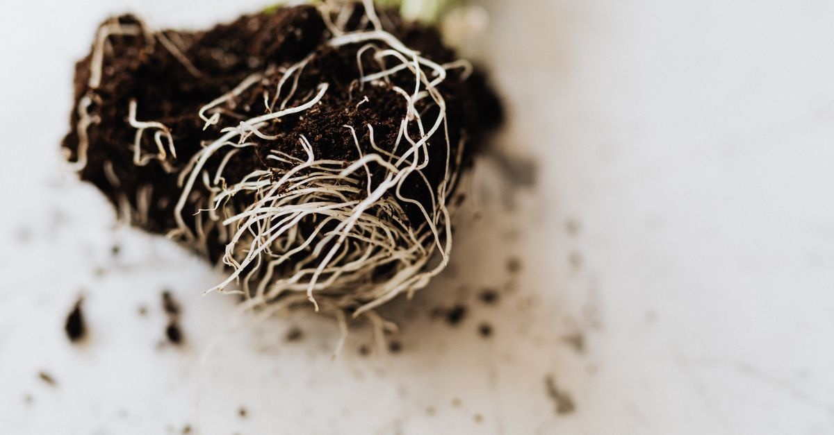 Nematoden richtig einsetzen: So werden die kleinen Helfer zu großen Schädlingsbekämpfern