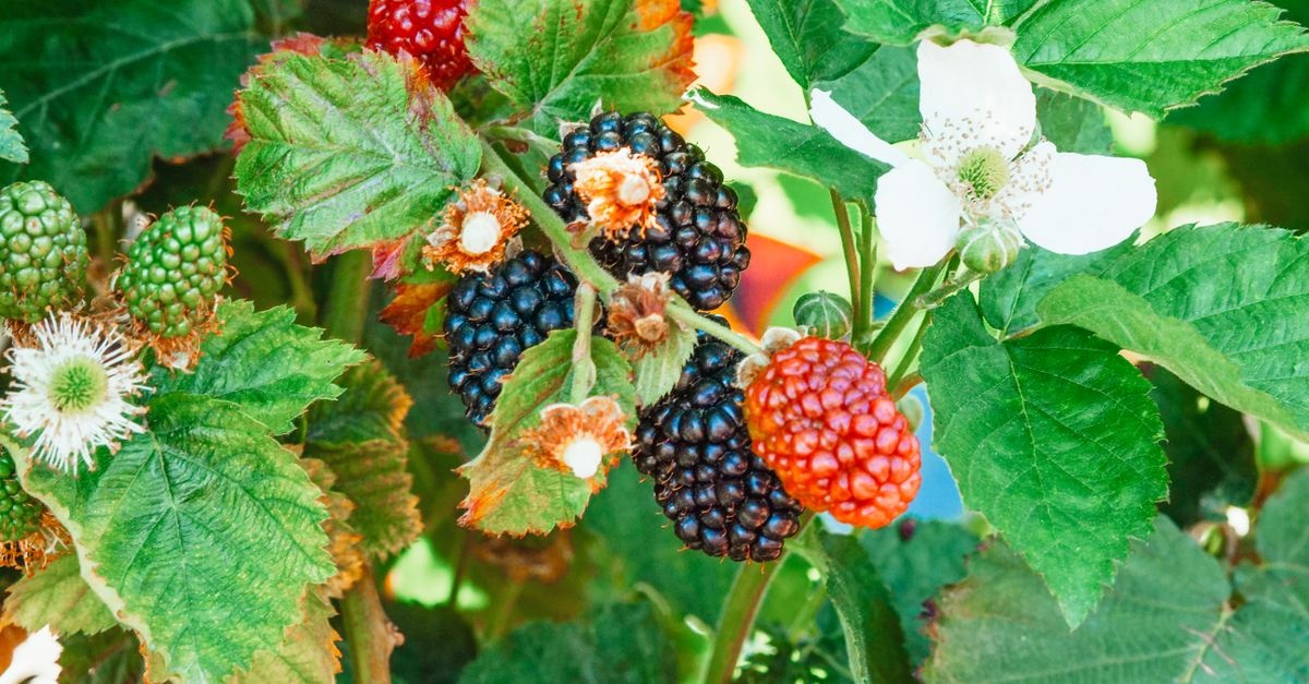 So gelingt der perfekte Brombeerschnitt: Mehr Ertrag, gesunde Ruten und aromatische Früchte