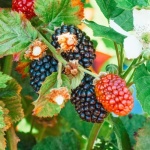 So gelingt der perfekte Brombeerschnitt: Mehr Ertrag, gesunde Ruten und aromatische Früchte