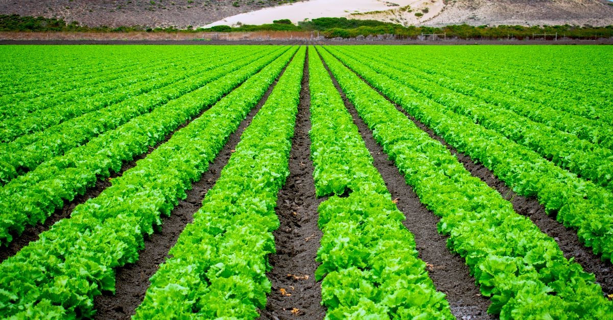 Immer frischer Salat aus dem eigenen Garten: So gelingt die kontinuierliche Ernte