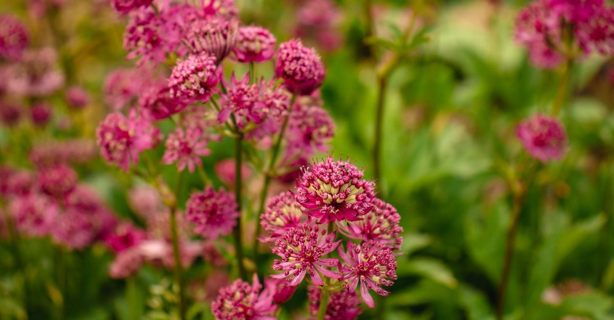Blüten nonstop im Garten: So kombinierst du Stauden für monatelange Farbenpracht