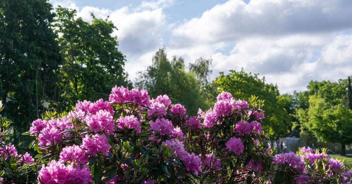 Robuste Gartenhelden: Die besten Sträucher für sonnige, trockene Standorte