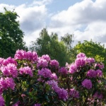 Robuste Gartenhelden: Die besten Sträucher für sonnige, trockene Standorte