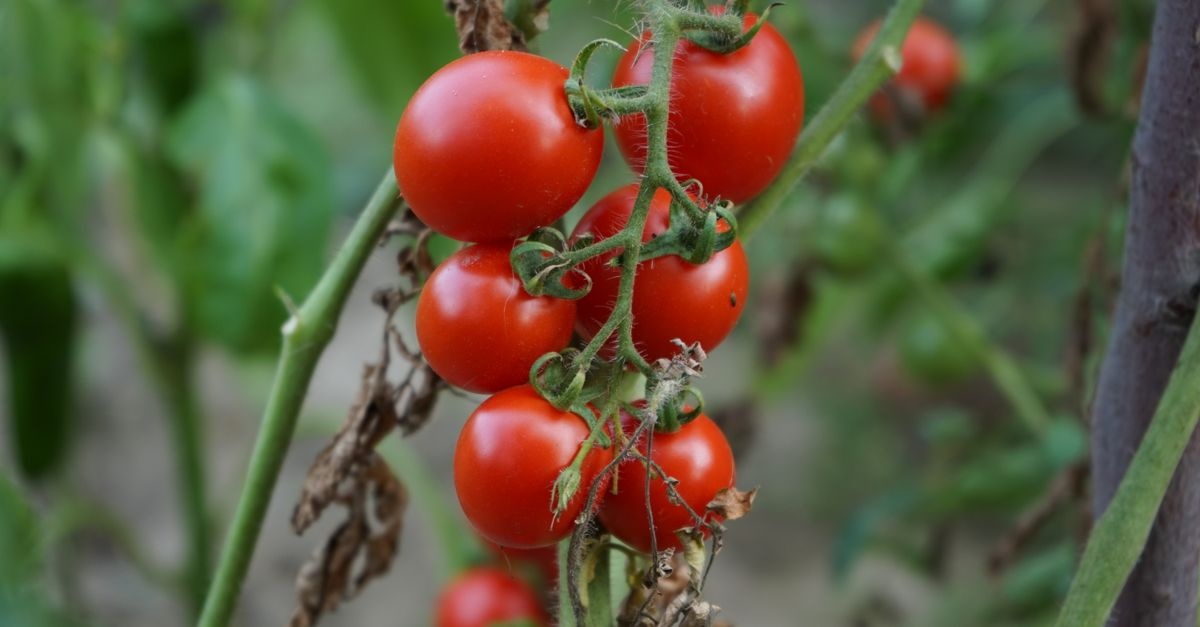 Braunfäule ade: So bleiben deine Tomaten gesund und ertragreich
