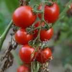 Braunfäule ade: So bleiben deine Tomaten gesund und ertragreich