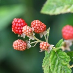 Mehr Himbeeren im Garten: So gelingt der perfekte Rückschnitt für eine reiche Ernte