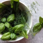 So holst du das Beste aus deinen Kräutern: Erntezeit, Technik & Aroma-Tipps